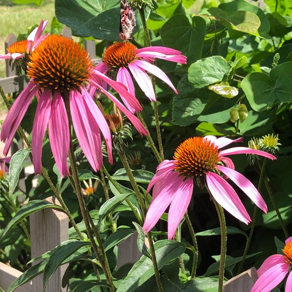 Welcome to my 2025 Posh Closet! - Picture 7 of 10